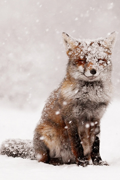 foxesreblogged:  snow | tumblr on We Heart It. http://weheartit.com/entry/83315147/via/Mokkax3