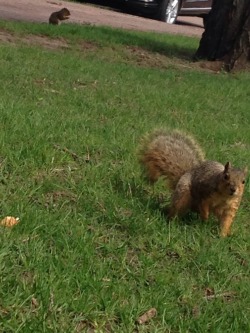 squirrelsbyallie:From a wonderful day in my life when I sat in a field and enjoyed some quality time with the squirrels around me