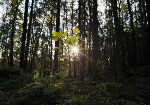 swedishlandscapes:Catching the first sunrays.