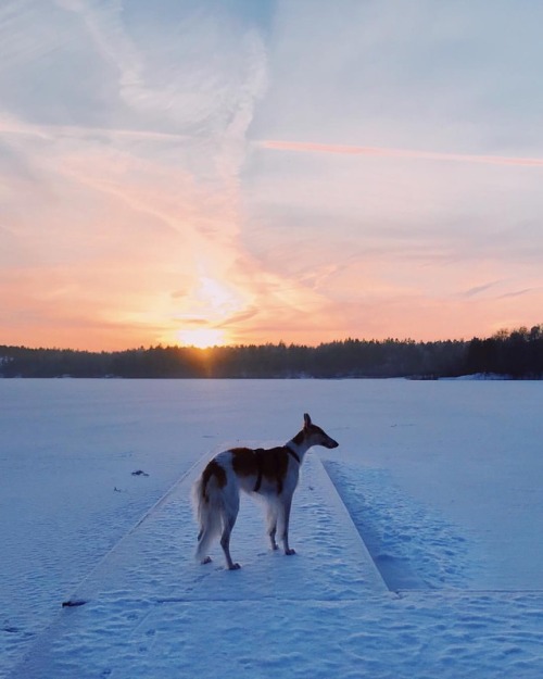 We had a pretty peaceful moment by this frozen sunset today ❄️ . #koira #borzoi #sighthound #winterd