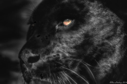 llbwwb:  Black Panther (by ~Wild@Heart~Ian
