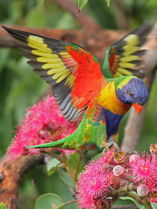 wtxch:  Rainbow Lorikeet by Dave Taylor