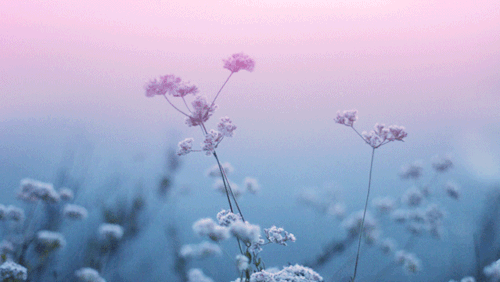 angelkarafilli:Spring