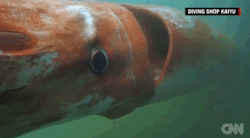 todropscience:  micdotcom:  Divers off Japan’s Toyama Bay had a rare encounter with a giant squid last week, capturing this remarkable footage. While they can grow to 45 feet, this squid was just 12.1 feet in length. It wasn’t the only giant creature