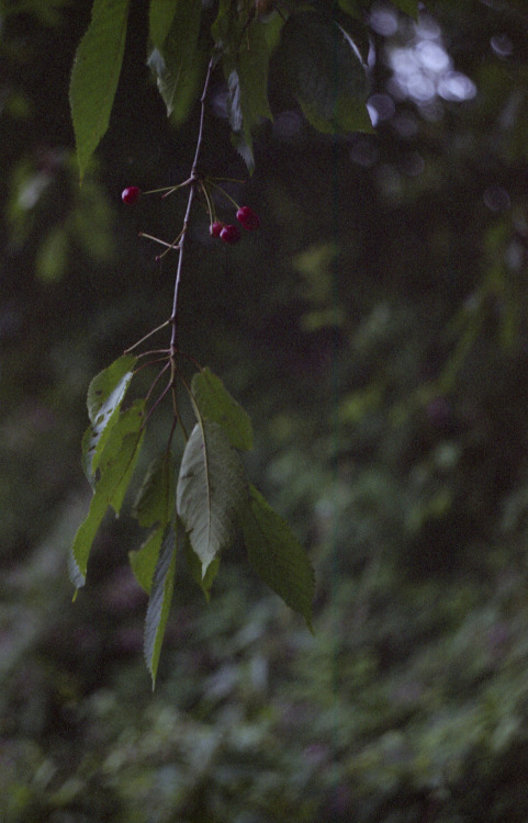 Limburg, Netherlands | July 2021 | Zenit 12XP on Fuji Superia 200