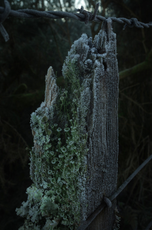 wild-e-eep:Frosty cup-lichen #FencepostOfTheWeek