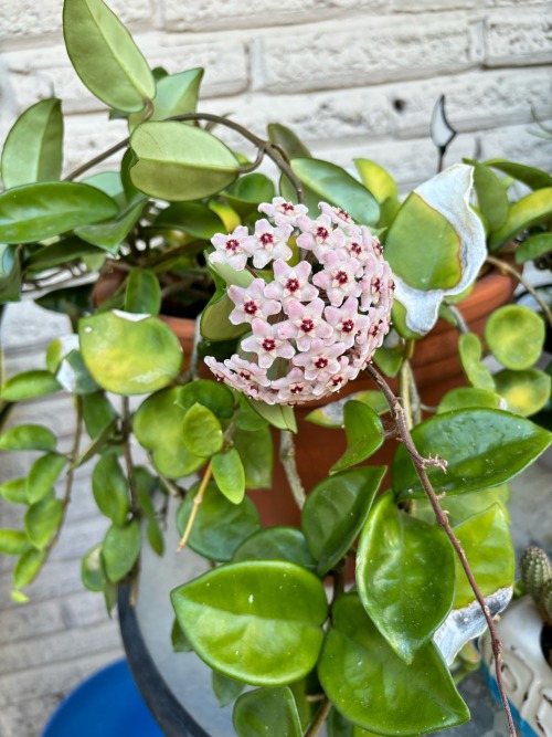 The Coolest Flower Ive Ever Seen. A Nice Surprise.
