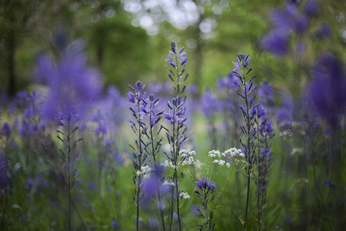 cinnamonthursdays: Meadow Hiding By Karolina Koziel Website | Instagram | Pinterest | Tumblr