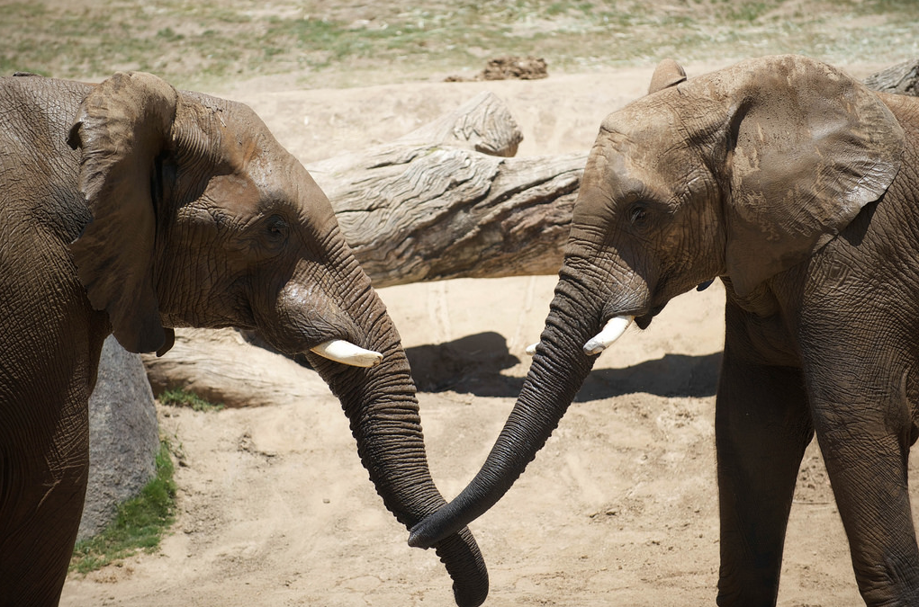 sdzsafaripark:  Water for elephants by Lisa Diaz