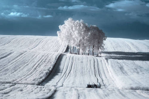 bobbycaputo:  Infrared Nature Photography by Przemyslaw Kruk   