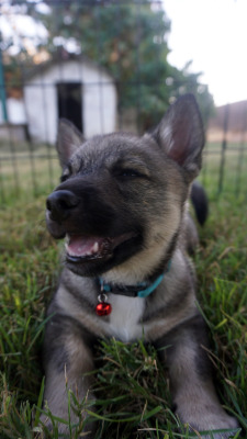 threestubbornvallhunds:  Happy babies :D