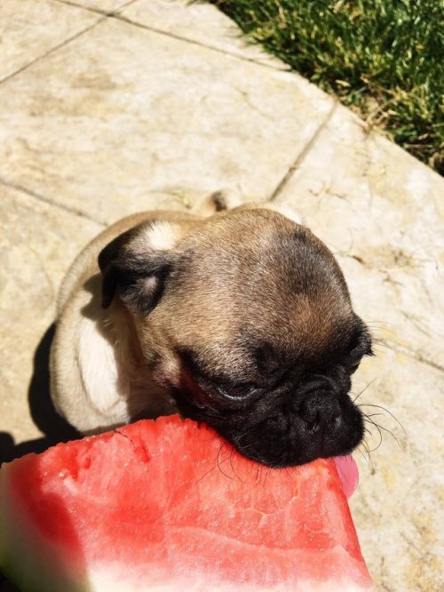 babyanimalgifs:If you’re having a bad day here’s a pug eating a watermelon