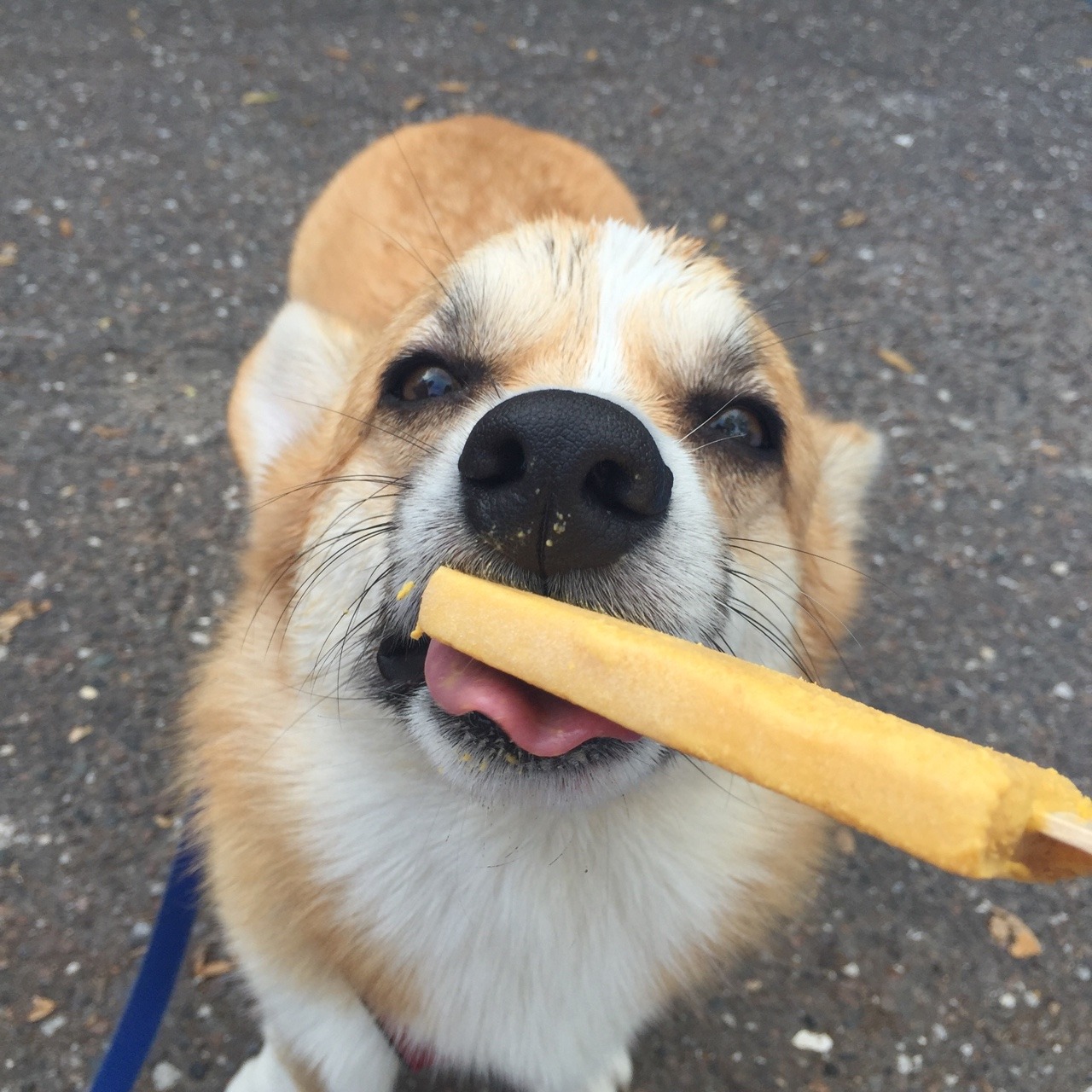 appleofmypi3213:  Mmmmm I love me some pupsicle