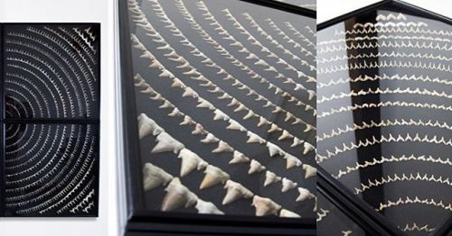 Create an impact with a seventy million year old fossilised sharks teeth in collection cases, approx