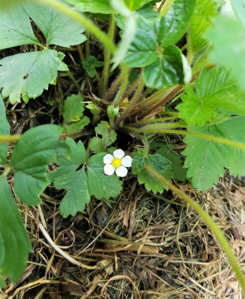 The tiniest, most delicate berry flower. Yellow alpine strawberry. It was hidden beneath the leaves,