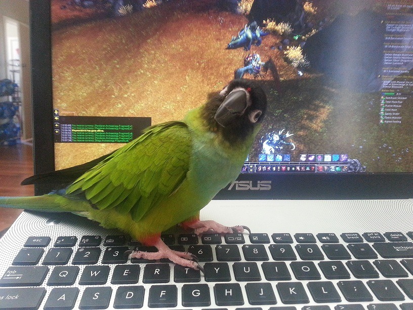 becaroonie:  When Mimi thinks I’ve spent too much time playing, she flies over