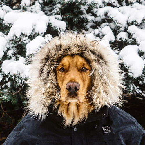culturenlifestyle: Canine Travel Companion Proves To Be More Than Man’s Best Friend Aspen, a g