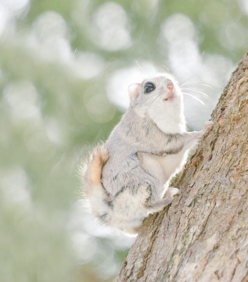 awesome-picz: Japanese And Siberian Flying Squirrels Are Probably The Cutest Animals On Earth.