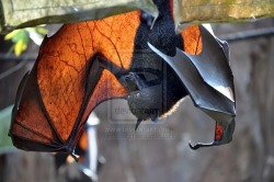 torn-by-dreams:  thenightmaregeneral:  There isn’t a more beautiful wing design than that of a bat. These bats get ENORMOUS and have teeth like a ferret or fox, hence their nickname, the flying fox.   (And they’re adorable ok don’t forget that part)