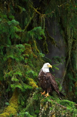pikxchu:  Eagle In The Woods | by Richard Wear  