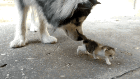 tastefullyoffensive:  Malamute Meets Kitten for the First Time 
