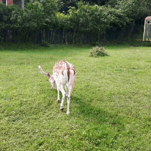 Le Même Jeune Cerf Que Je Vais Sauver