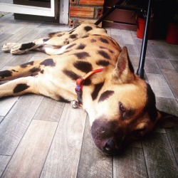 awwww-cute:  I found a leopard dog in Thailand