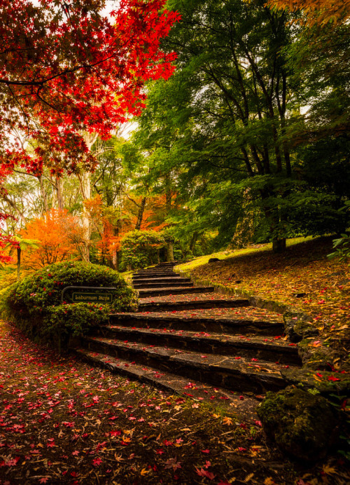 coiour-my-world: Laburnum Steps, Mt Wilson, NSW, Aus ~ by Kevin Montesinos