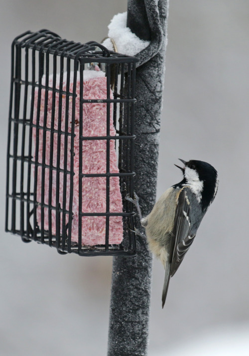 A few birds from my garden.