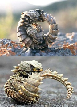 kansascity-cuchulainn: aww-cute-animals: Armadillo lizards are cute in their own way  LITTLE DRAGONS 