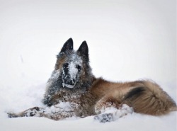 imgver:  My 8 month old puppy saw his first snow ever and I’m pretty sure he’s going to have a wonderful time here in Finland. #Animals – http://imgver.com/t/dog/ 