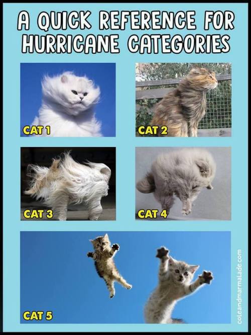 catsbeaversandducks:Via Cole & Marmalade