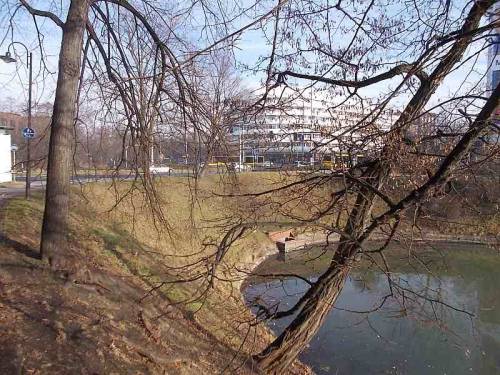 Trees along a pond in the city Wroclaw, Poland.