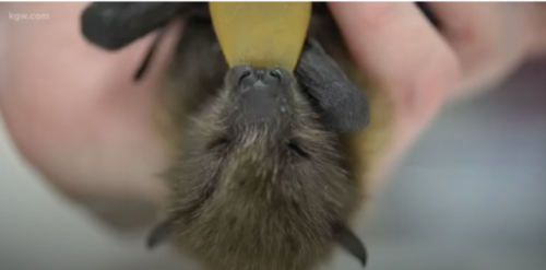 “There are about 120 bats in the bat cave at the Oregon Zoo. Some of them are the endangered R