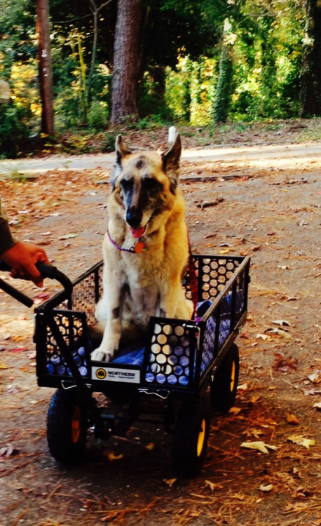 awwww-cute:  My German Shepherd can’t walk very far anymore, so today we took her for a ride