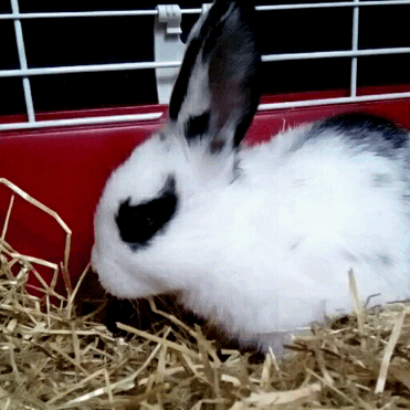 pickle-pippa:  She’s settling in beautifully 🐰 💕