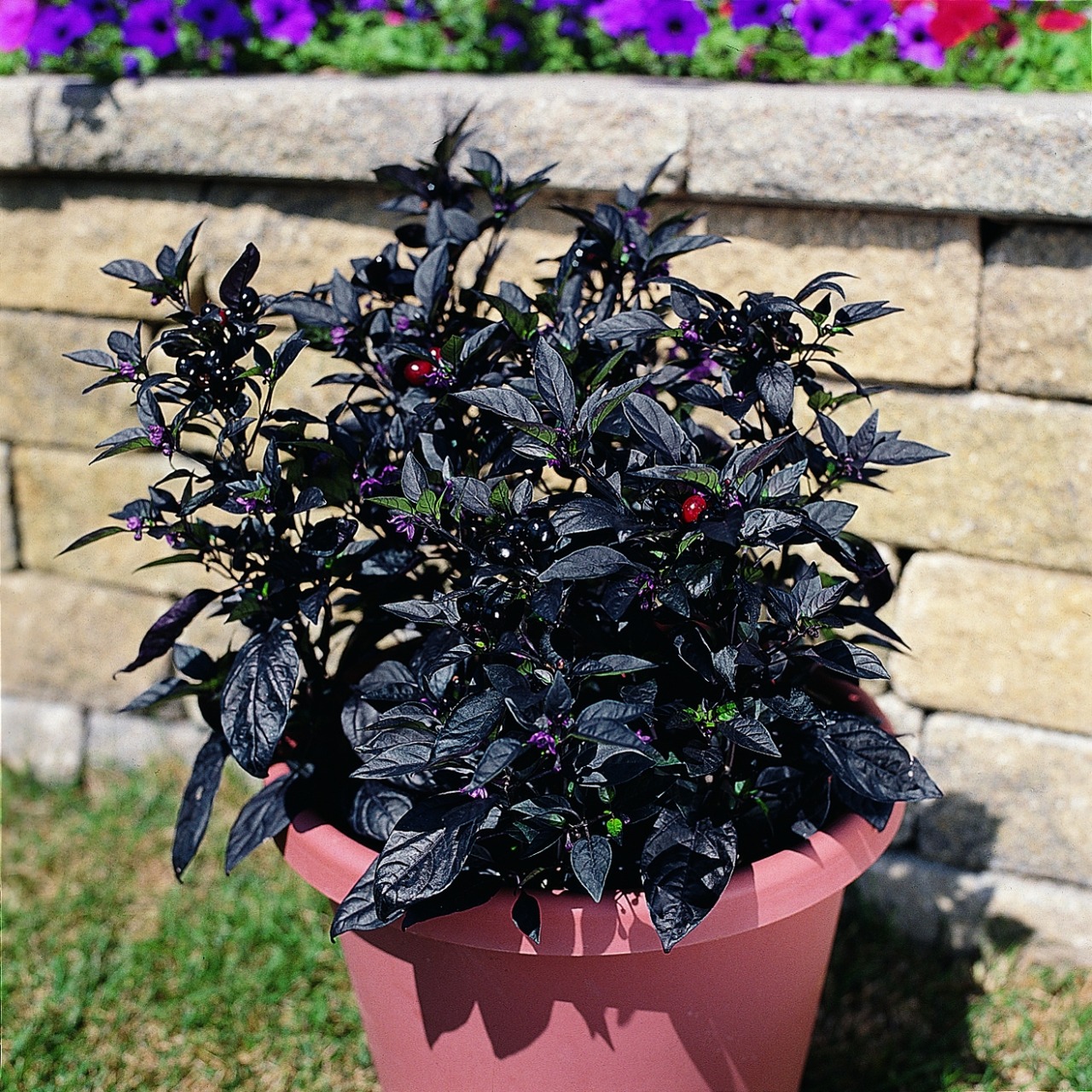 Goth Gardening: Cultivating Black Plants | Dirge Magazine