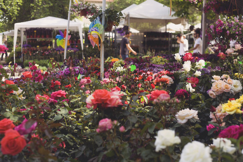 64nd Flower Fair of Kifissia 2018Athens, GreeceBarbara Blue© 2009-2018