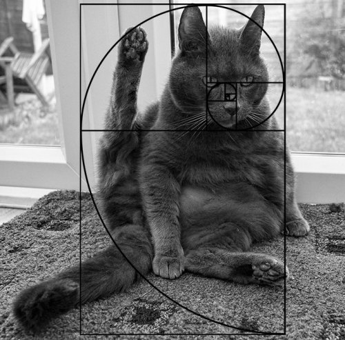 adramofpoison: blackmorgan: Furbonacci Sequence Proves That Cats Are Purrfect one toasty curl of pur