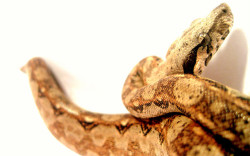 reptiglo:  Nicaraguan Red-tailed Boa by reptileexperts
