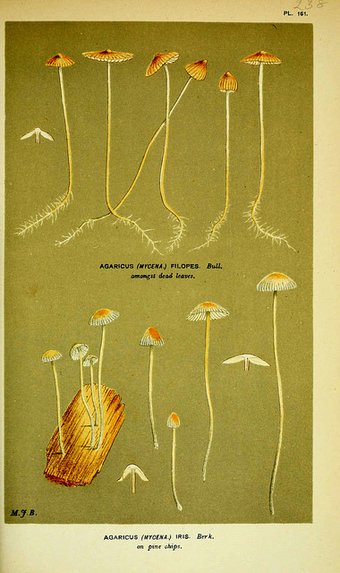 wapiti3:  Illustrations of British Fungi (Hymenomycetes), to serve as an atlas to