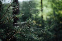 owls-n-elderberries:  northern woods by Kitty