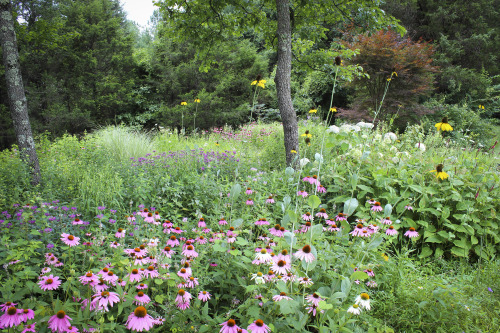 gardenmuse:Early July brings lots of color to the woodland meadow garden.  There has been an extraor