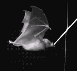 Bat flight