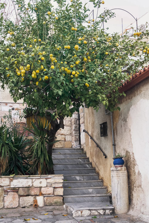 Lemon tree in Plaka, Athens - Greece