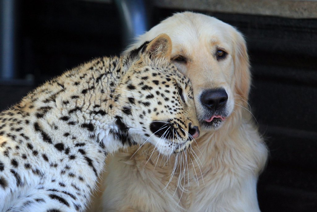 cute-overload:  Friendshttp://cute-overload.tumblr.com source: http://imgur.com/r/aww/jaVav95