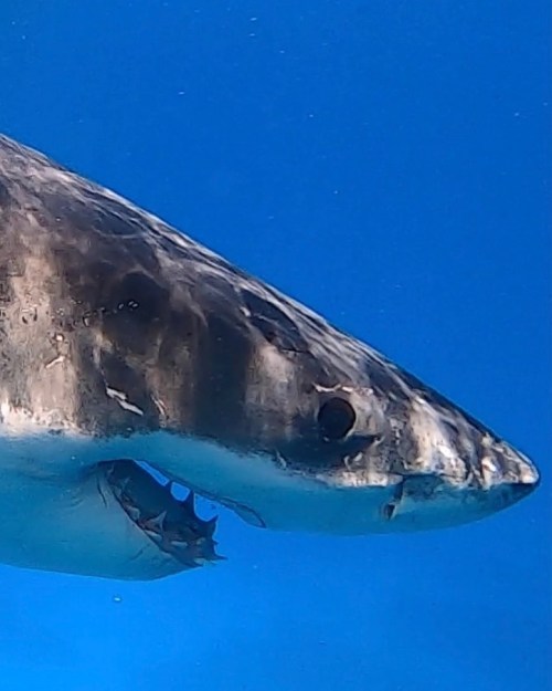 Remembering a trip last month with perfect weather and perfect sharks!Yesterday’s trip saw one Great