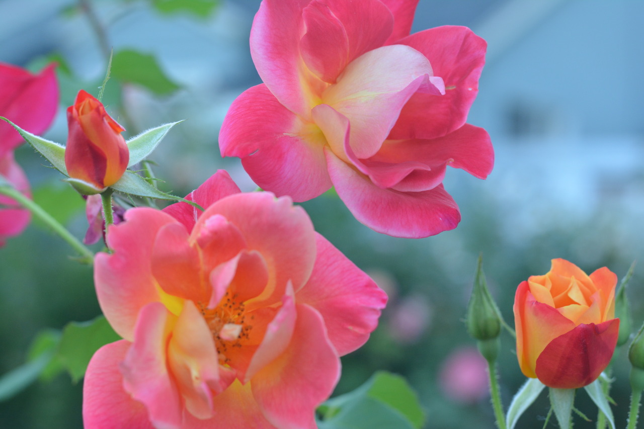 luciepolis:  Pink Roses