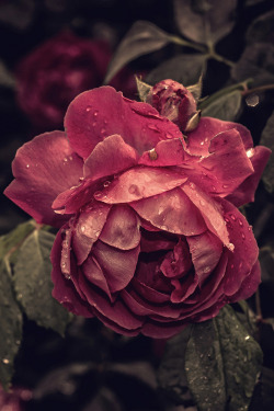 plasmatics-life:  My Pretty Rose Tree | (by Longland