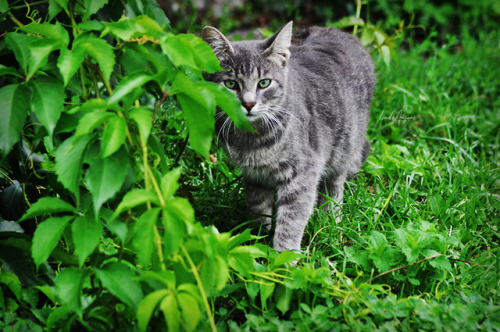 lindamarieansonsnaps: amidst the green